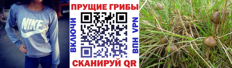 Псилоцибиновые грибы GOLDEN TEACHER  купить наркоту  МЕГА как войти  Зуевка 
